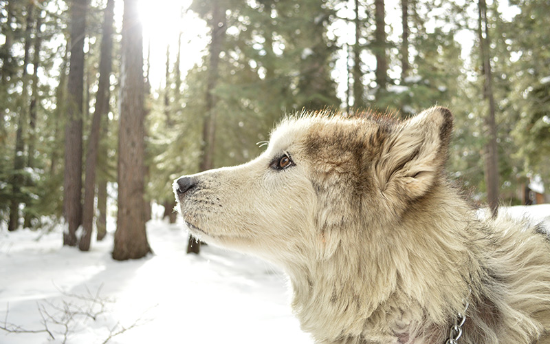 Výherní příběh soutěže s Gelorenem DOG