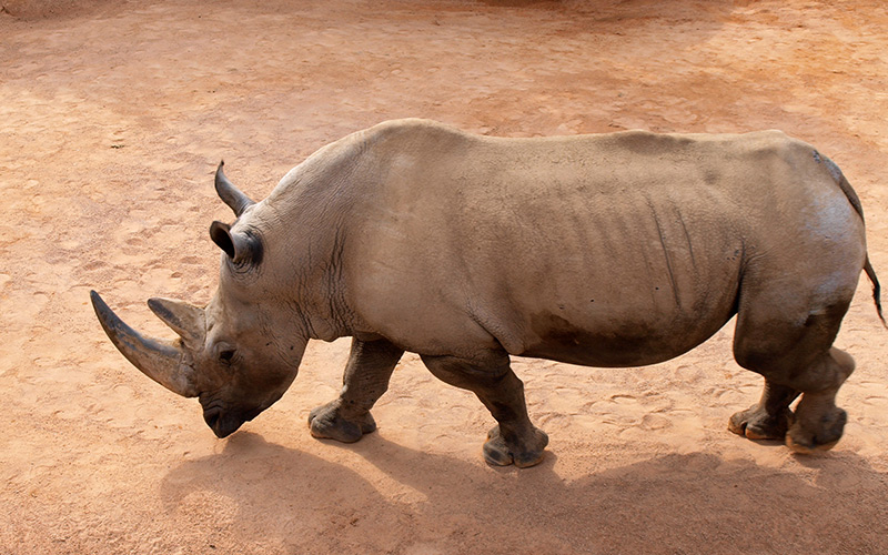 I nosorožci se musí starat o své klouby