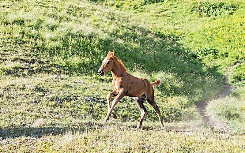Tržná rána u hříběte