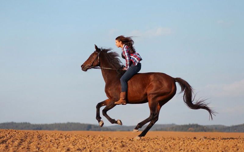 Mého koně bolí záda #4: Pět tipů proti bolesti zad