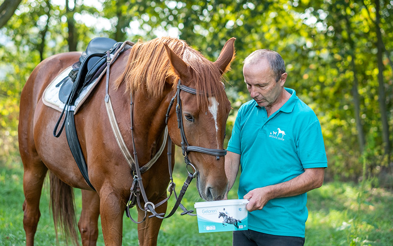 Studie účinnosti Gelorenu HA na koních
