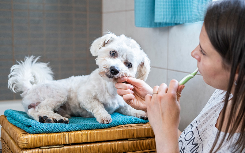 Výsledky účinnosti přípravku Kelparen pro zdravé zuby, dásně a dech
