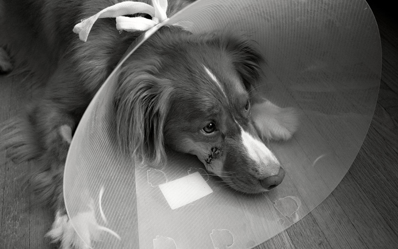 Soutěžte s Gelorenem DOG o roční léčbu kloubů u vašeho veterináře