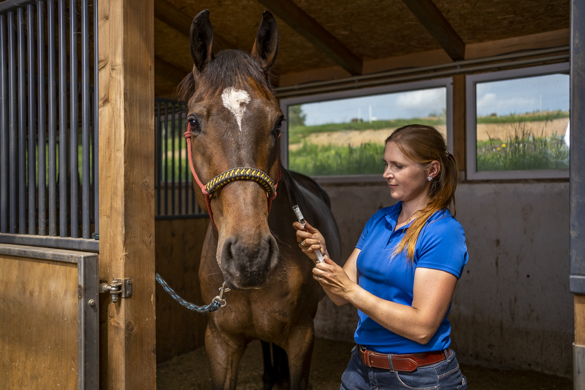 Kůň kulhá. Co vás čeká při vyšetření?