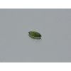 Saphir naturel marquise 3.4x7.0 mm facetté vert