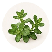 Bacopa Monnieri