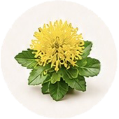Rhodiola Rosea