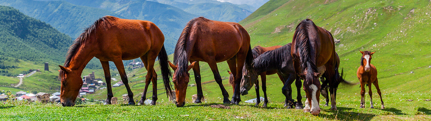 Horse Supplements