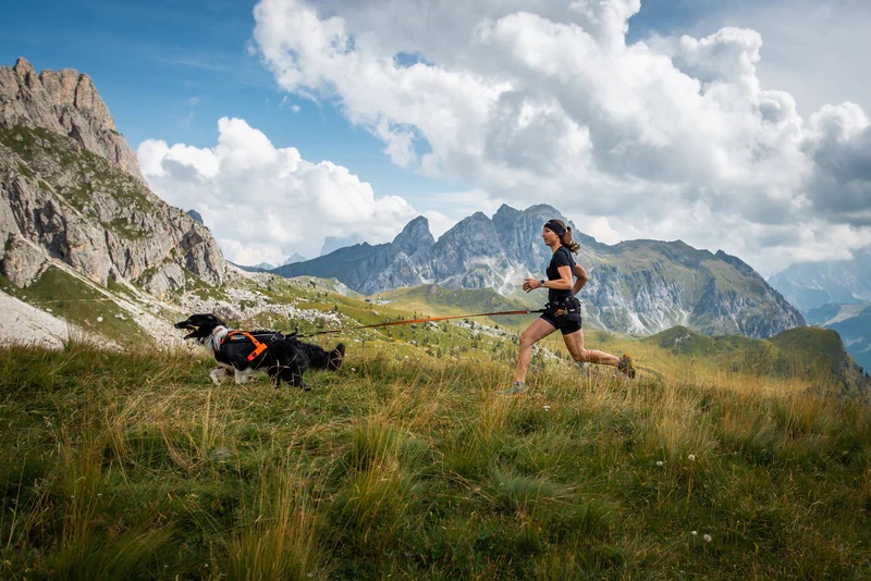 Výstroj pro aktivní psy Non-stop: pohodlí, které se projeví v pohybu