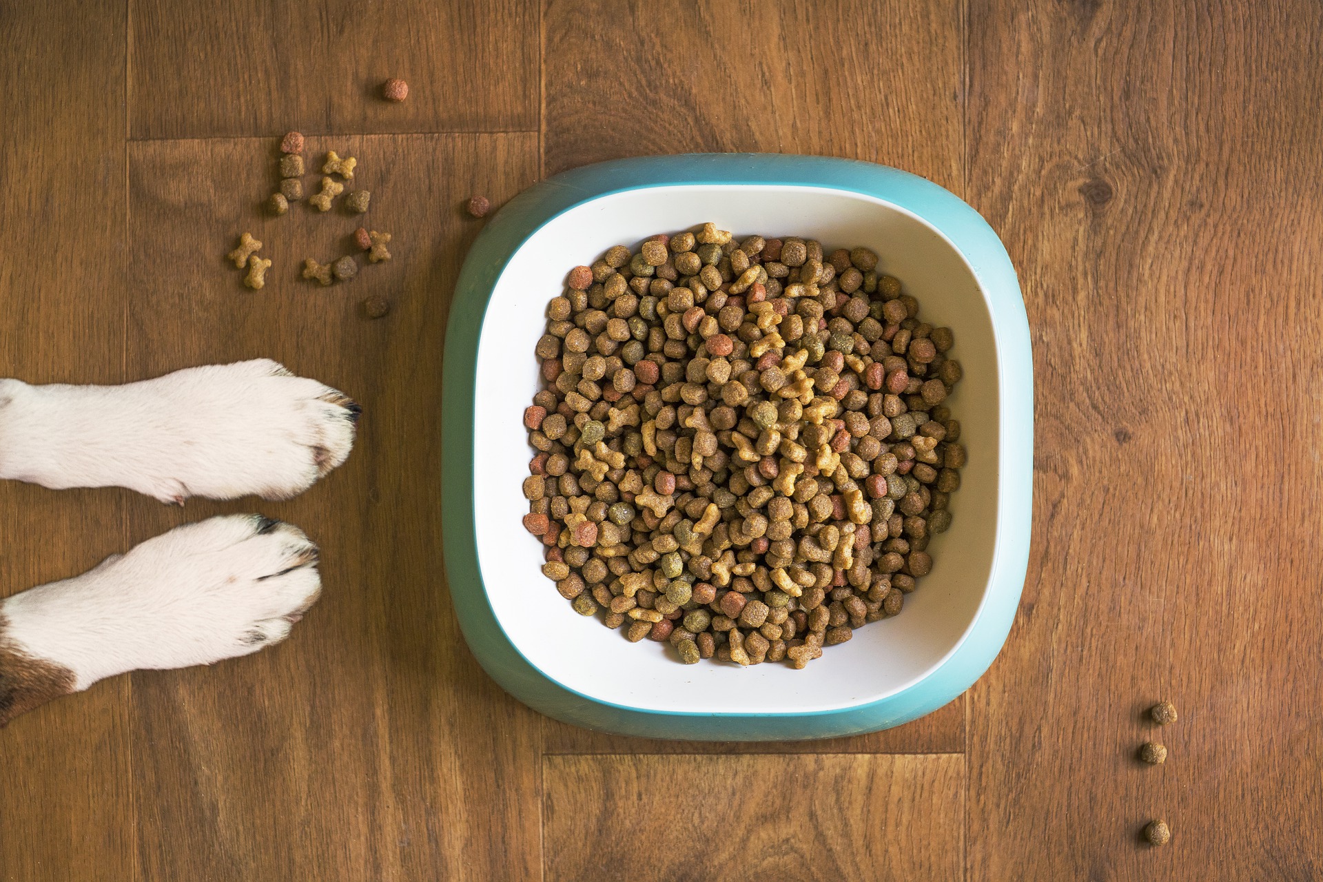 7 znaků, podle kterých poznáte kvalitní granule pro psa