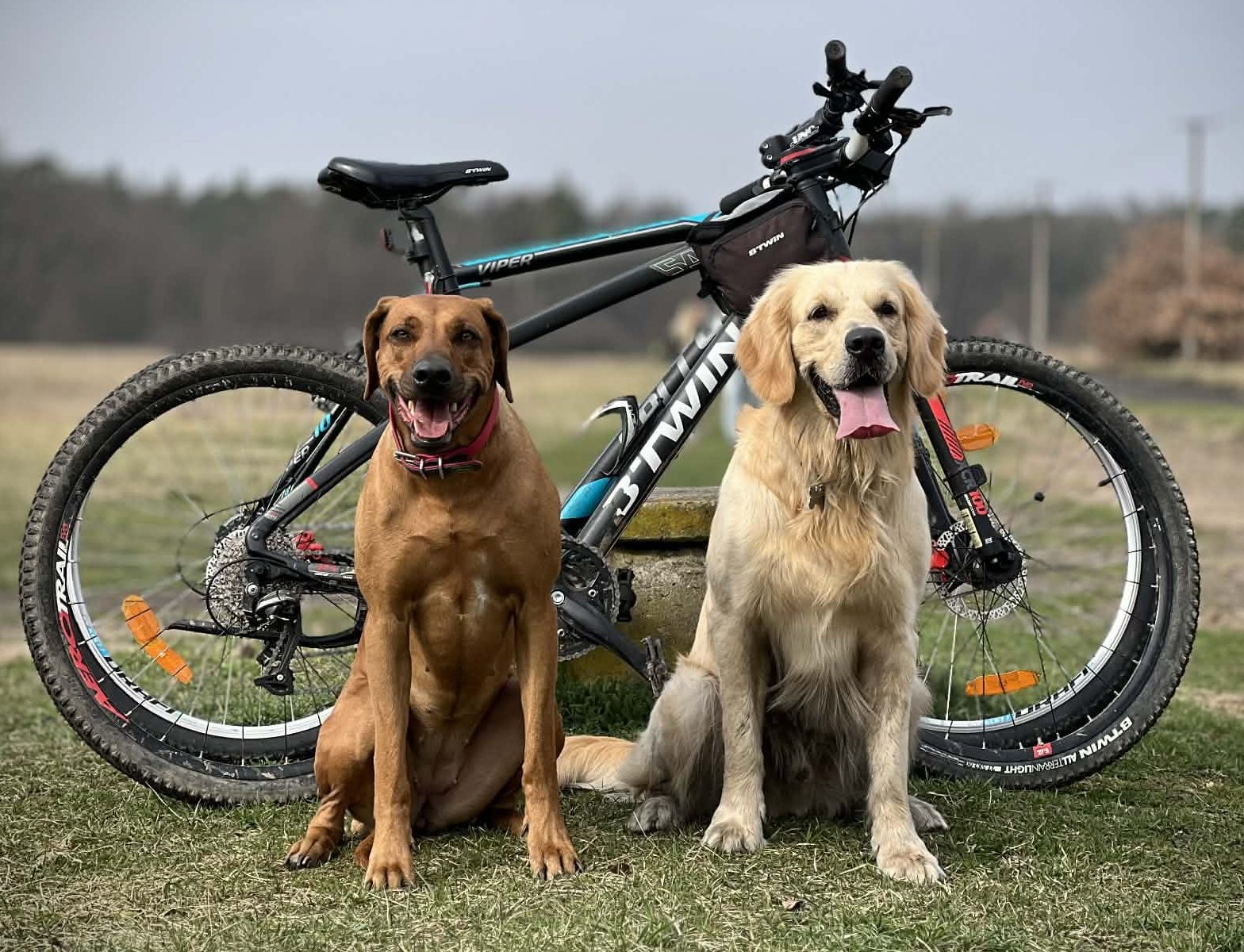 Jak vrátit psa do zátěže po zranění nebo pauze