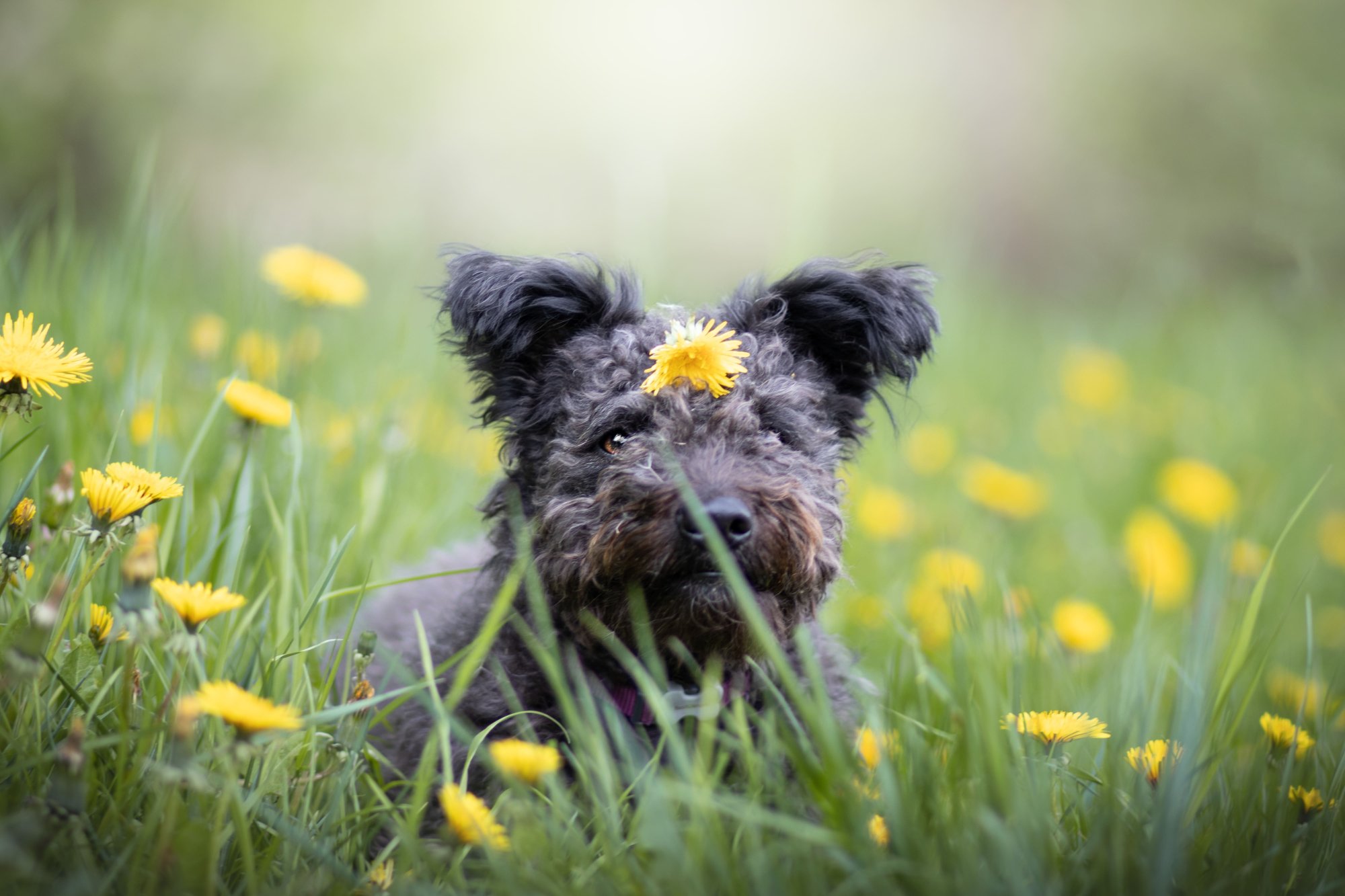 Pampeliška: zázrak pro psy na detox, imunitu, klouby a další!