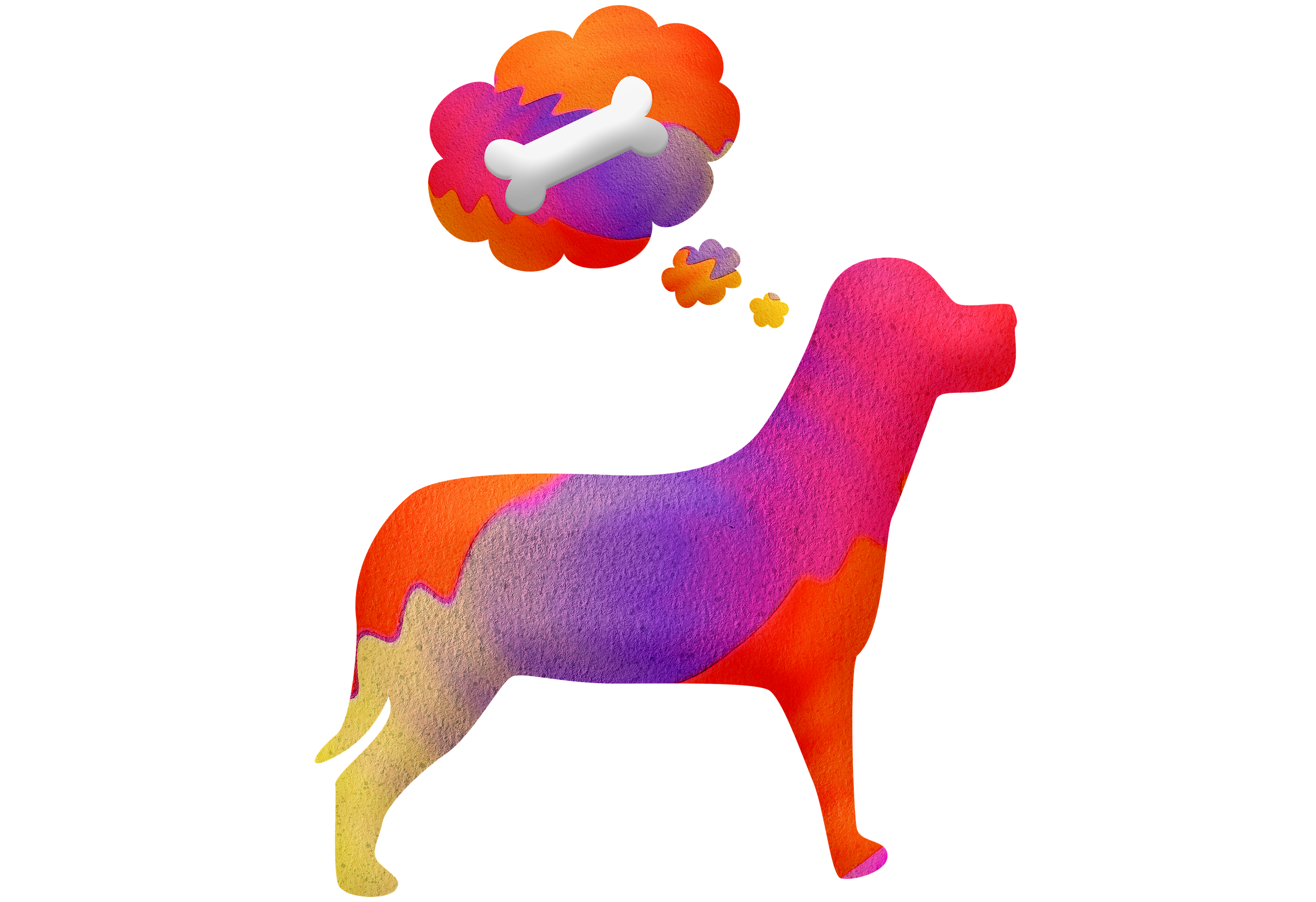 Co by měla obsahovat zdravá strava psa? 