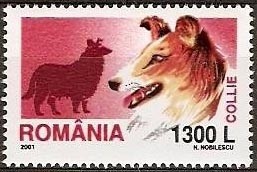 Collie-Canis-lupus-familiaris_Romania_2005