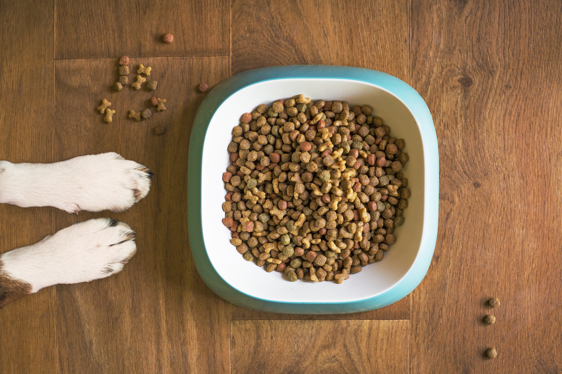 dog-food-5168940_1920