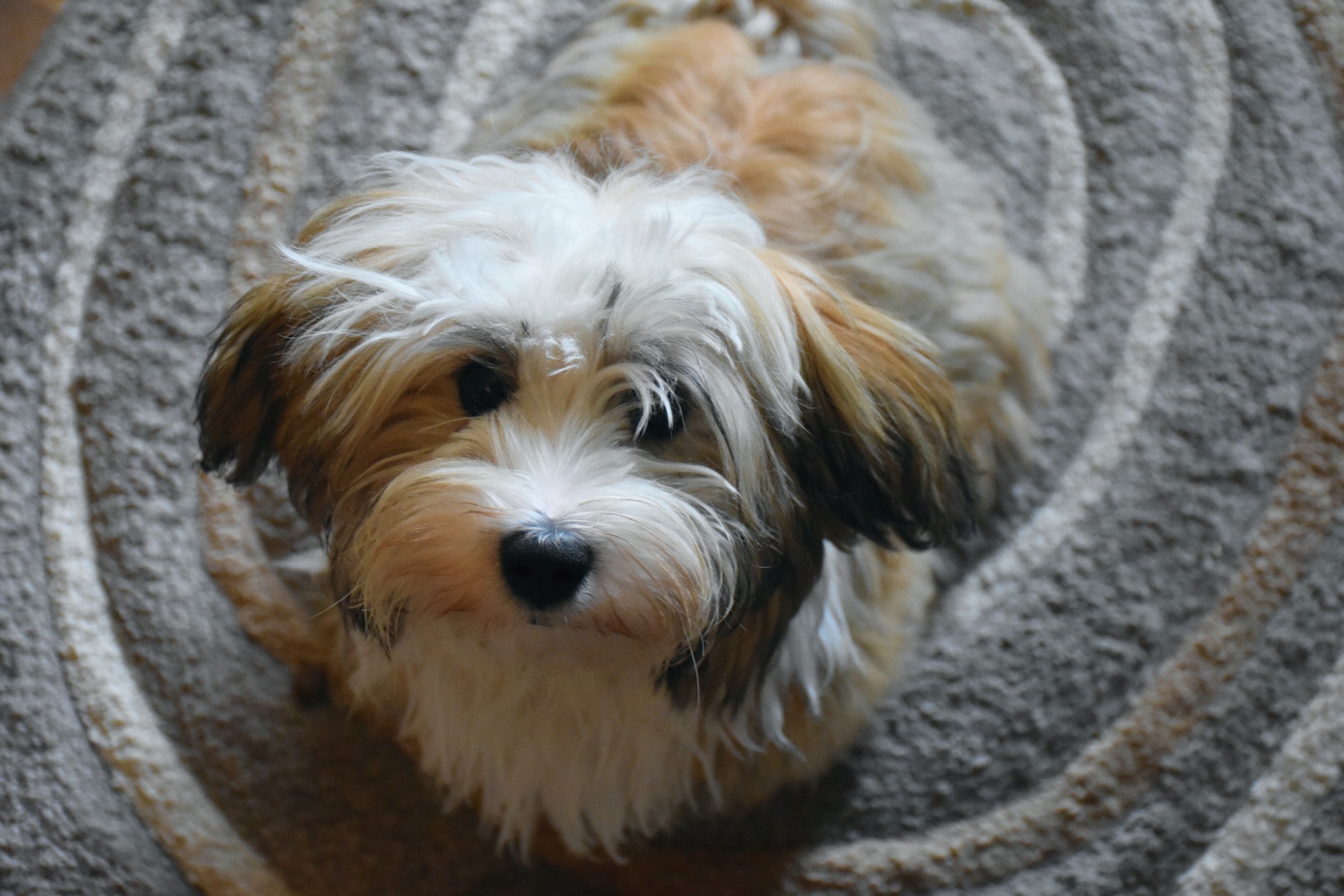 havanese-2780122_1920