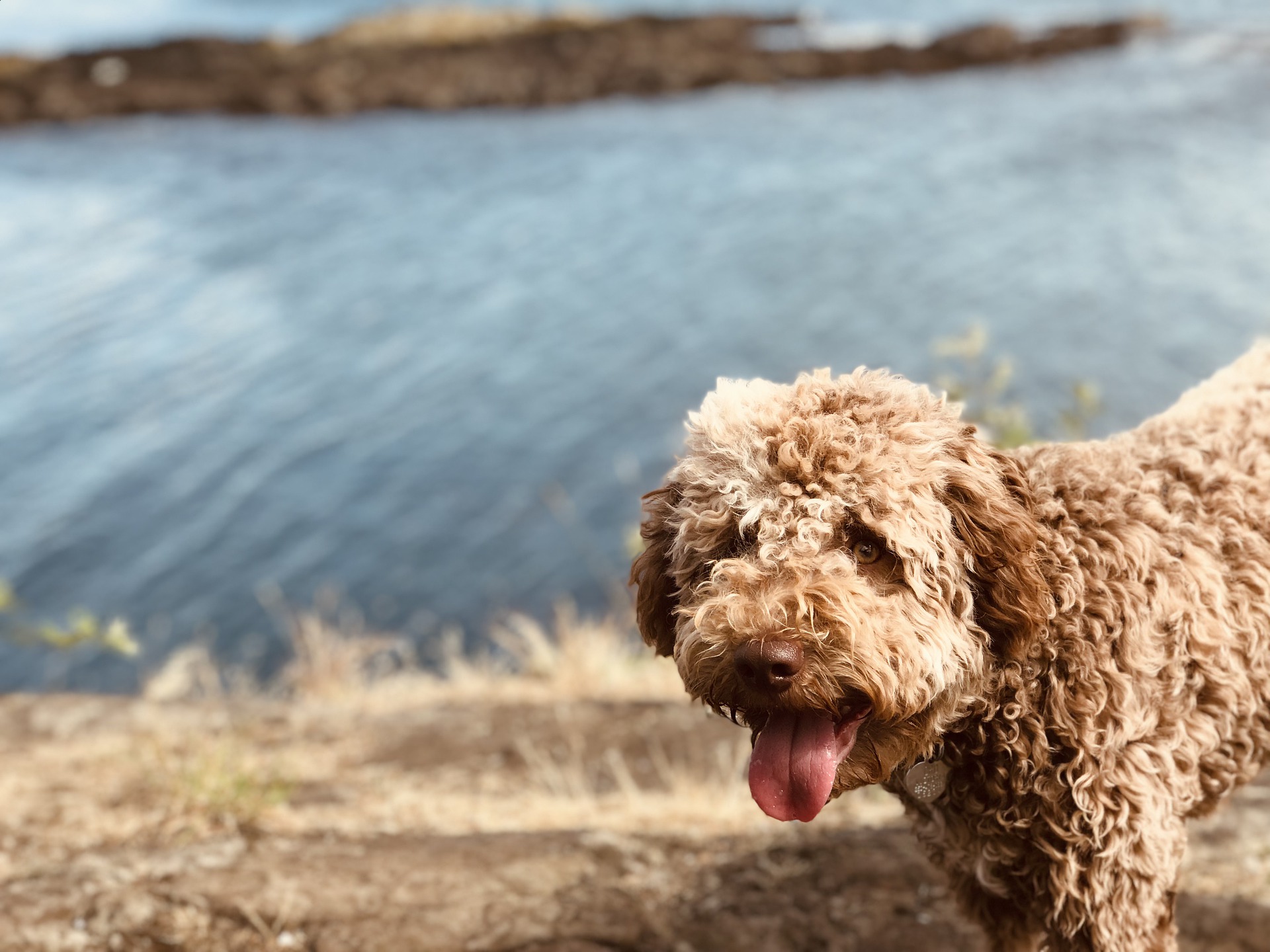 lagotto-romagnolo-4272671_1920