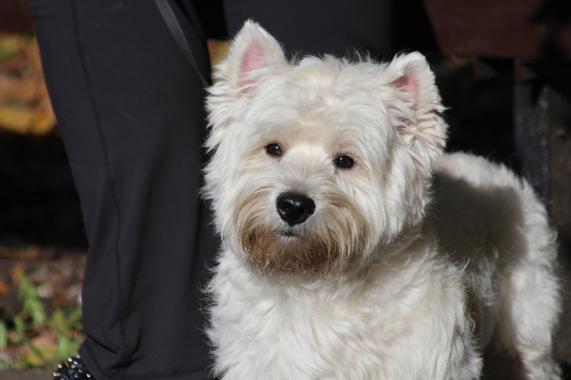 the-west-highland-white-terrier-3426107_1920