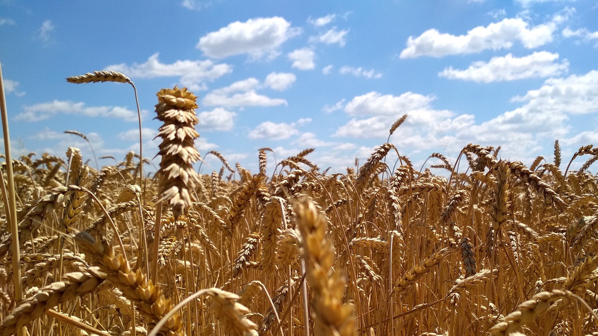 wheat-field-2554819_1920