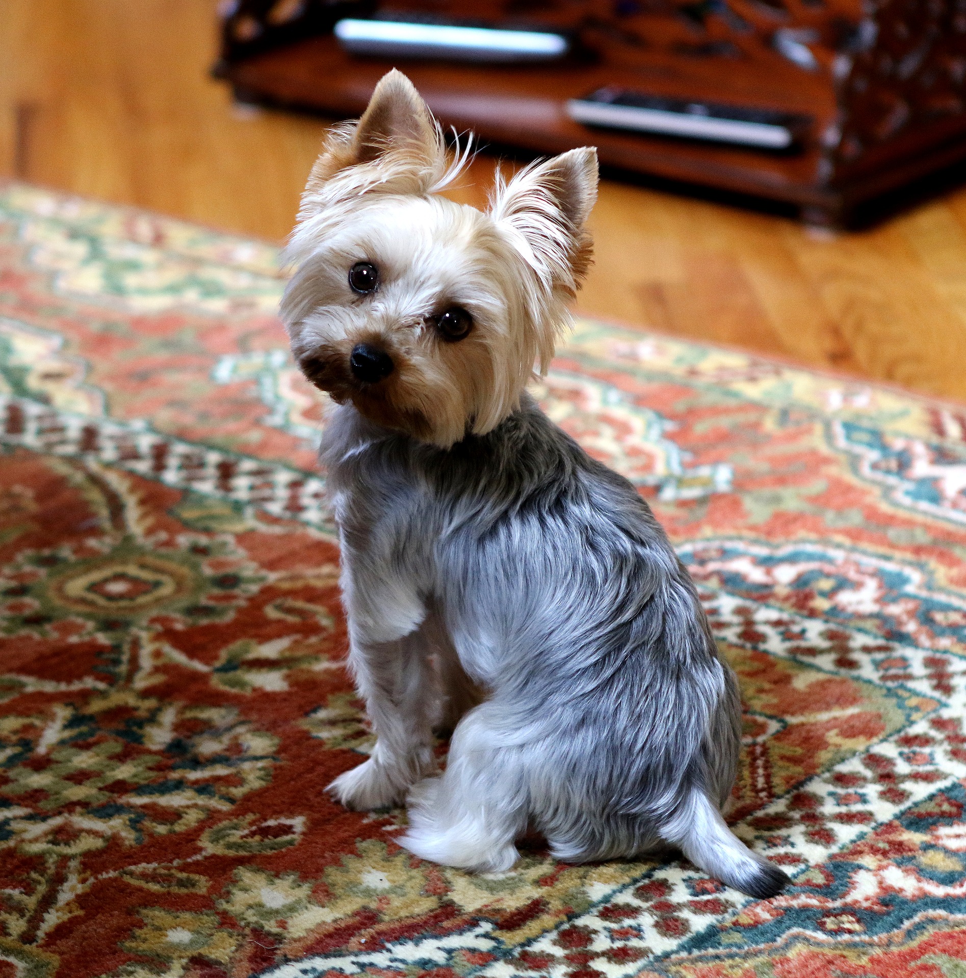 yorkie-2436954_1920