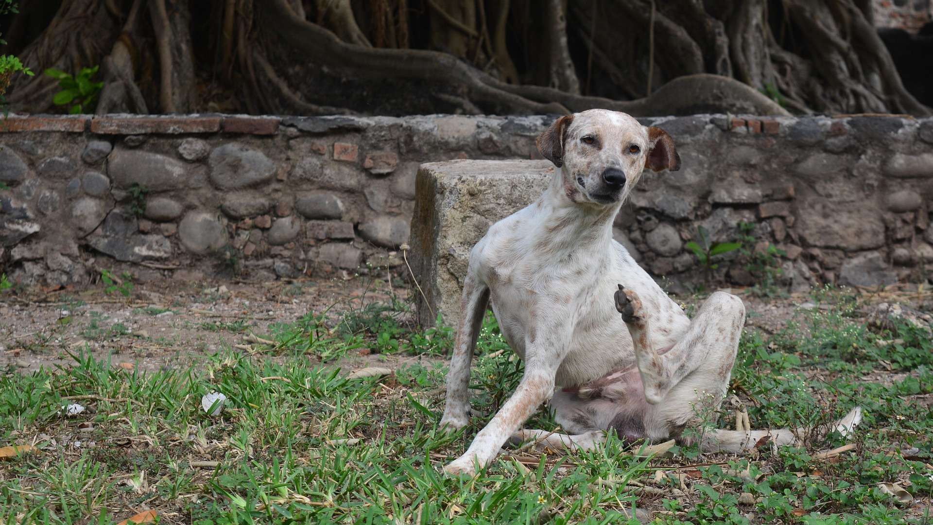 albertoge-dog-3346206_1920