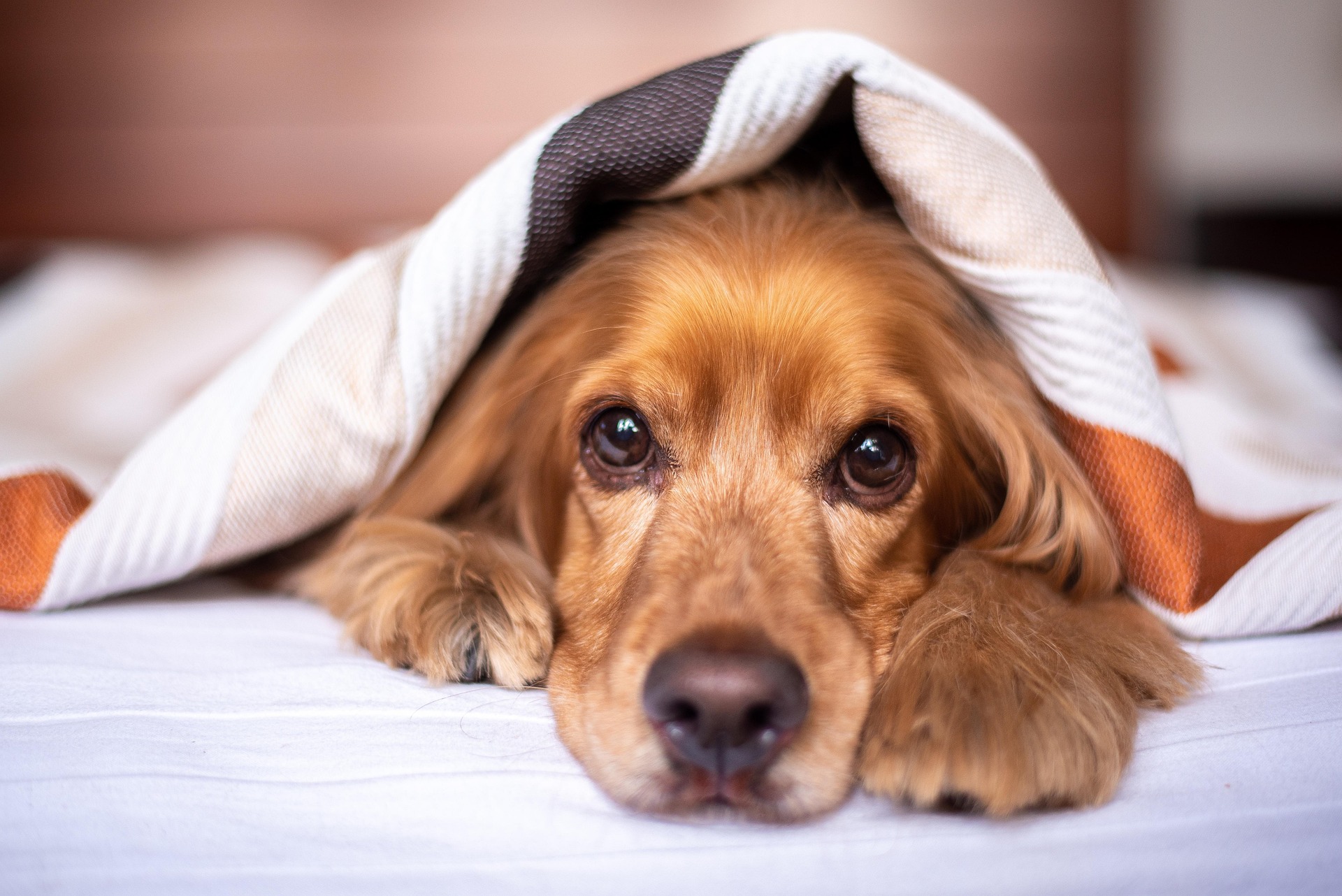alkhaine-english-cocker-spaniel-5937757_1920