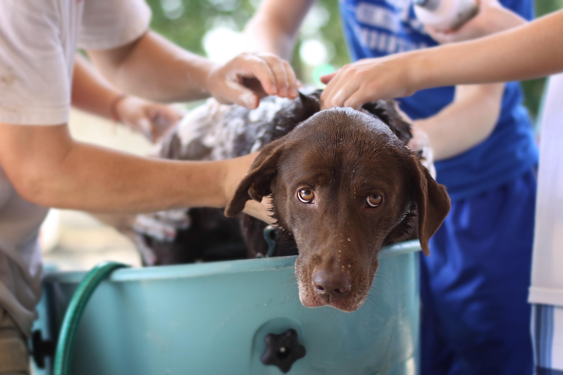 angel1238812-dog-wash-4125187_1920