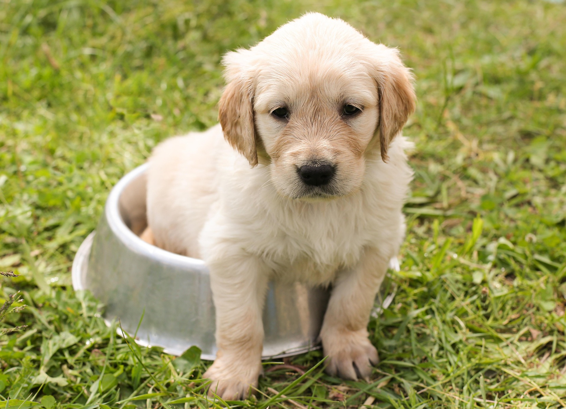 chiemsee2024-puppy-1207816_1920