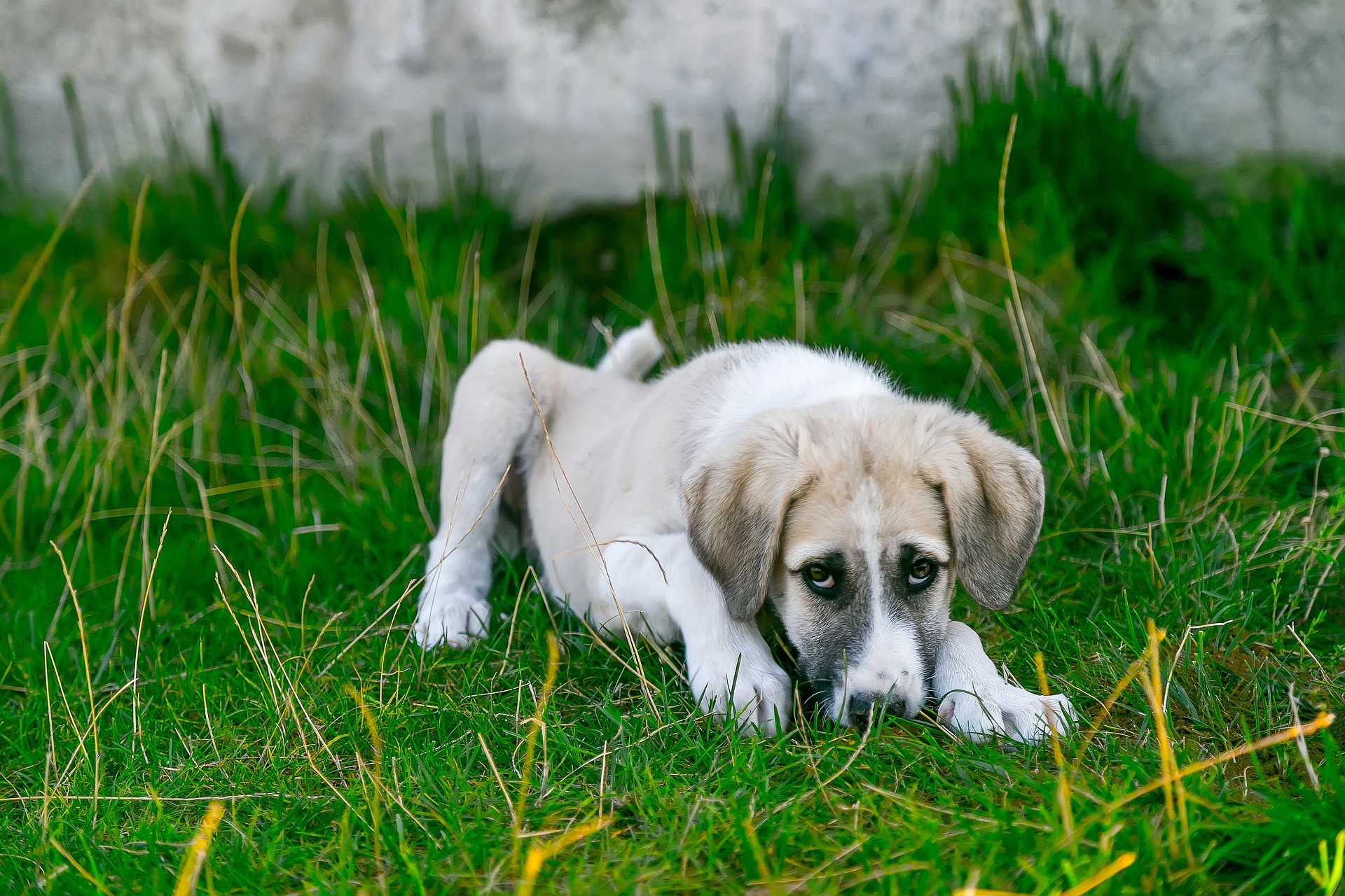 isakarakus-dog-2723108_1920