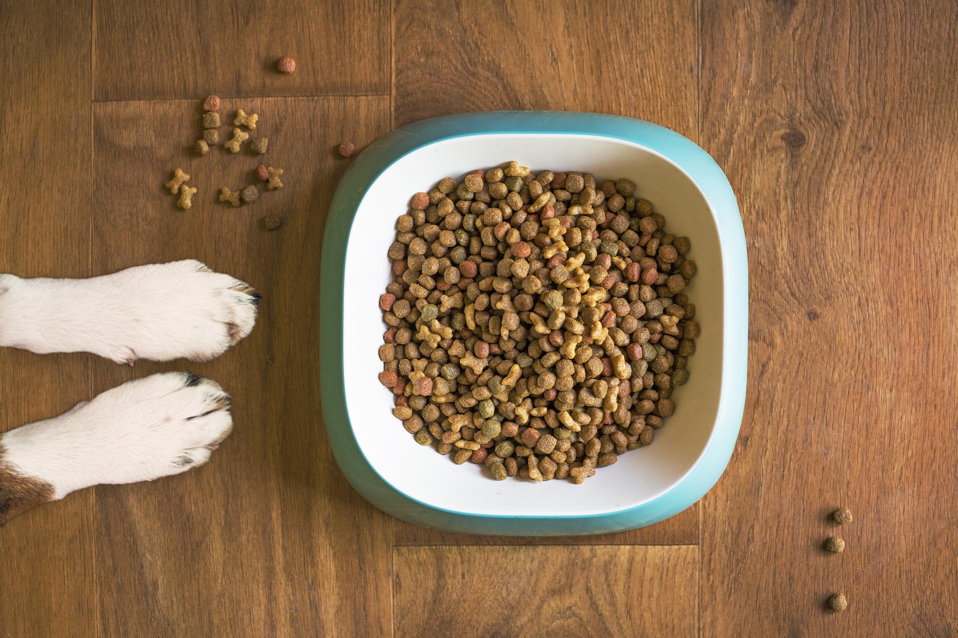 mattycoulton-dog-food-5168940_1920