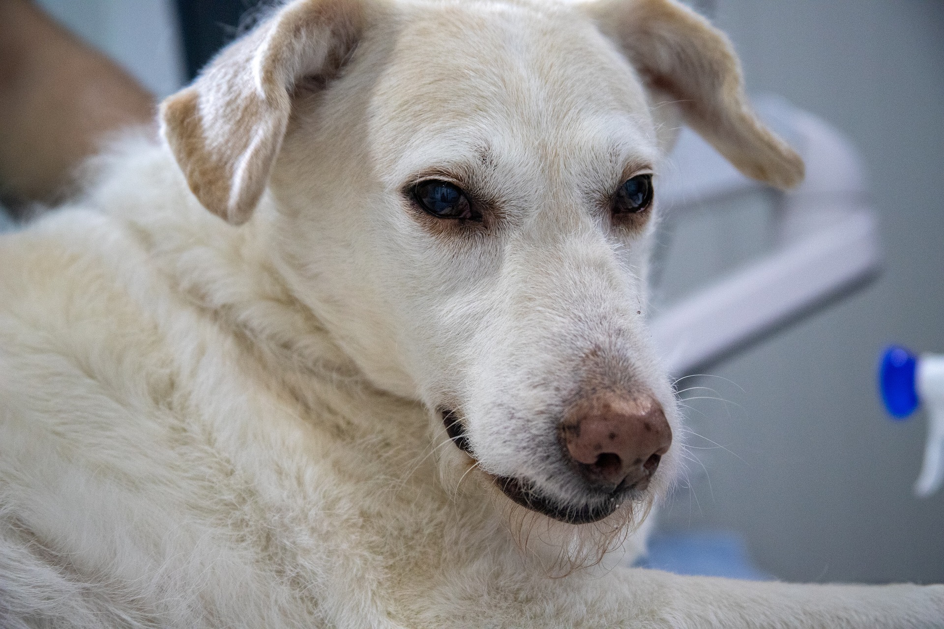 mirkosajkov-dog-4940471_1920