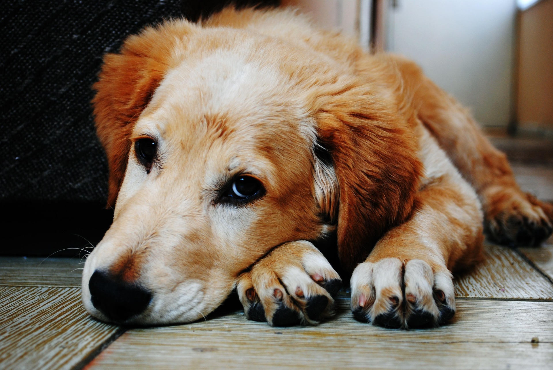 pexels-dog-1846066_1920