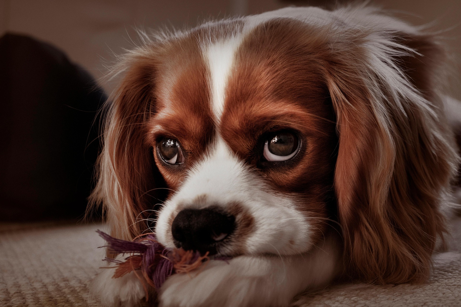 picsbyfran-cavalier-king-charles-spaniel-5951557_1920