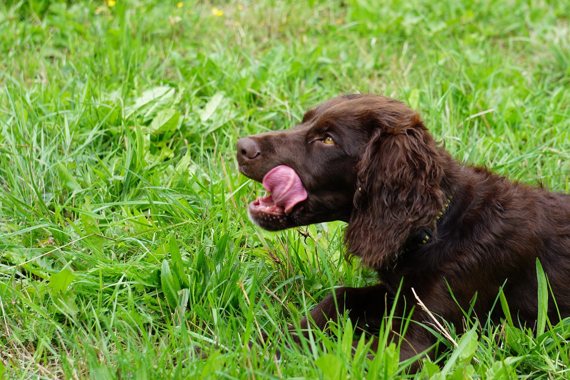 uschel-german-quail-dog-4560291_1920