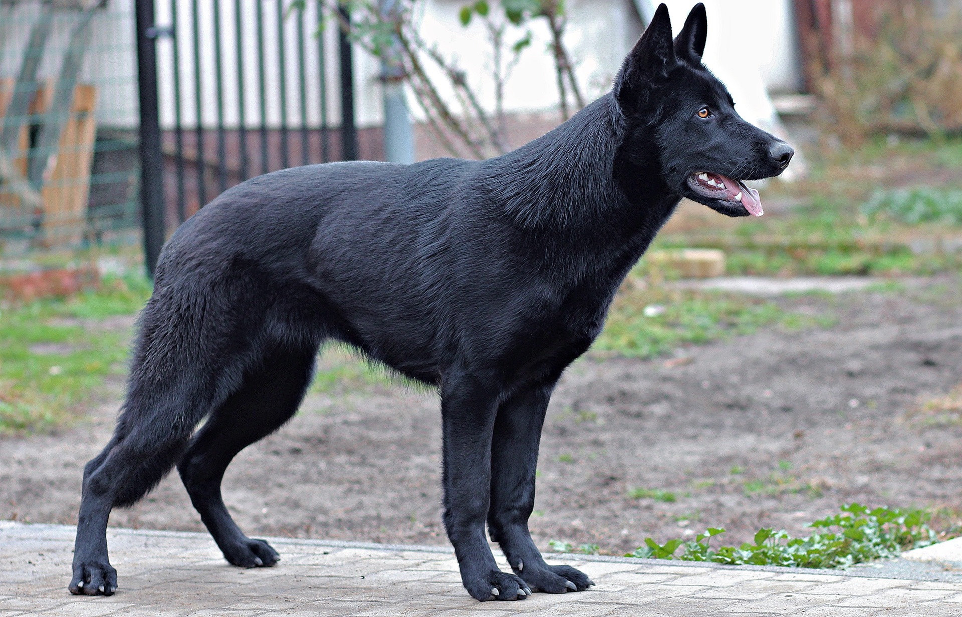 black-german-shepherd-2994409_1920