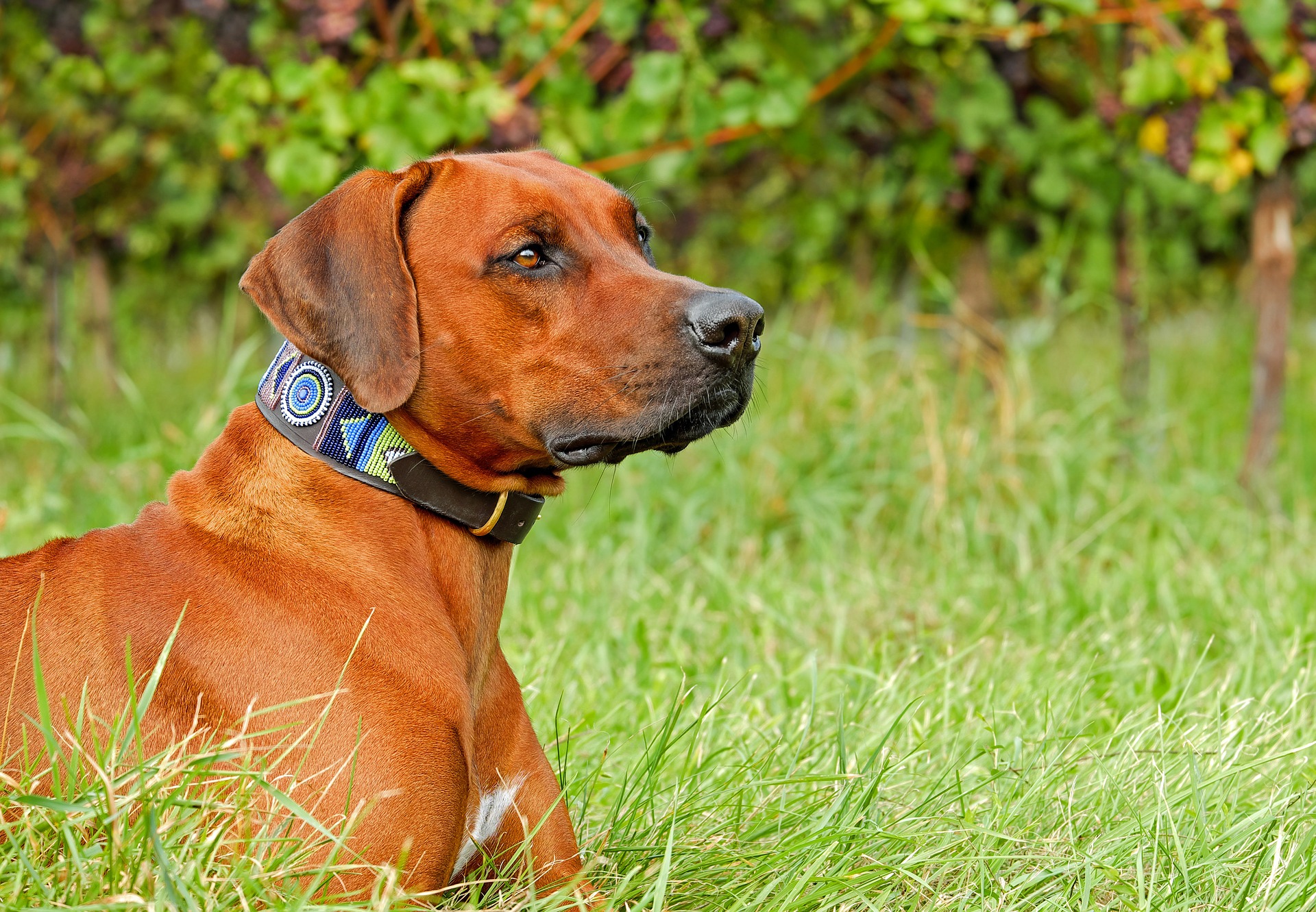 rhodesian-ridgeback-2729375_1920