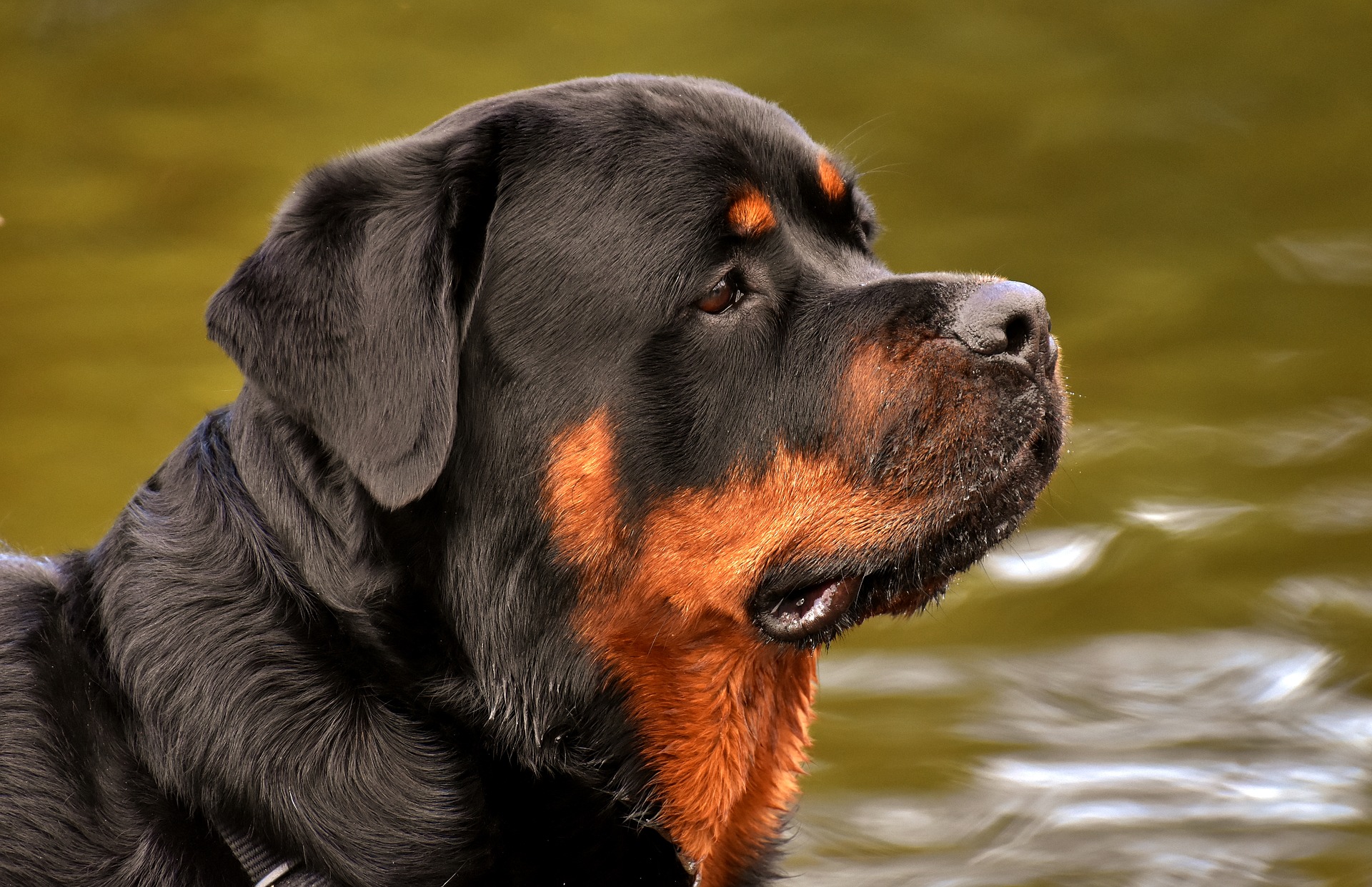 rottweiler-3477556_1920