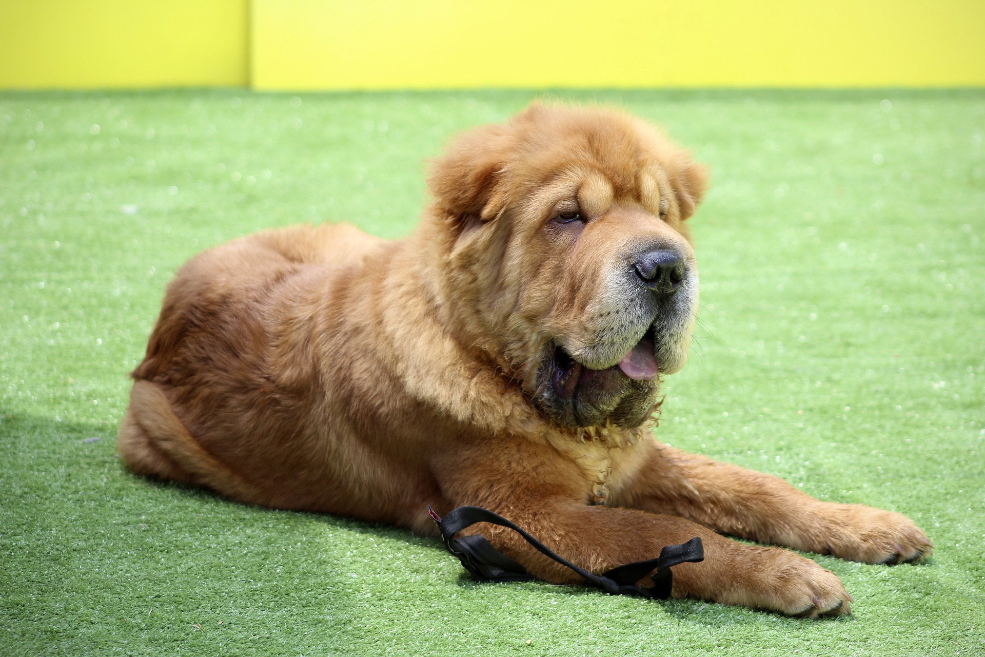 shar-pei-5256834_1920