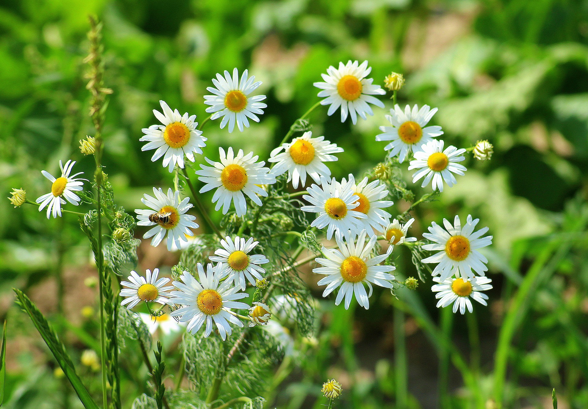 chamomile-3467059_1920