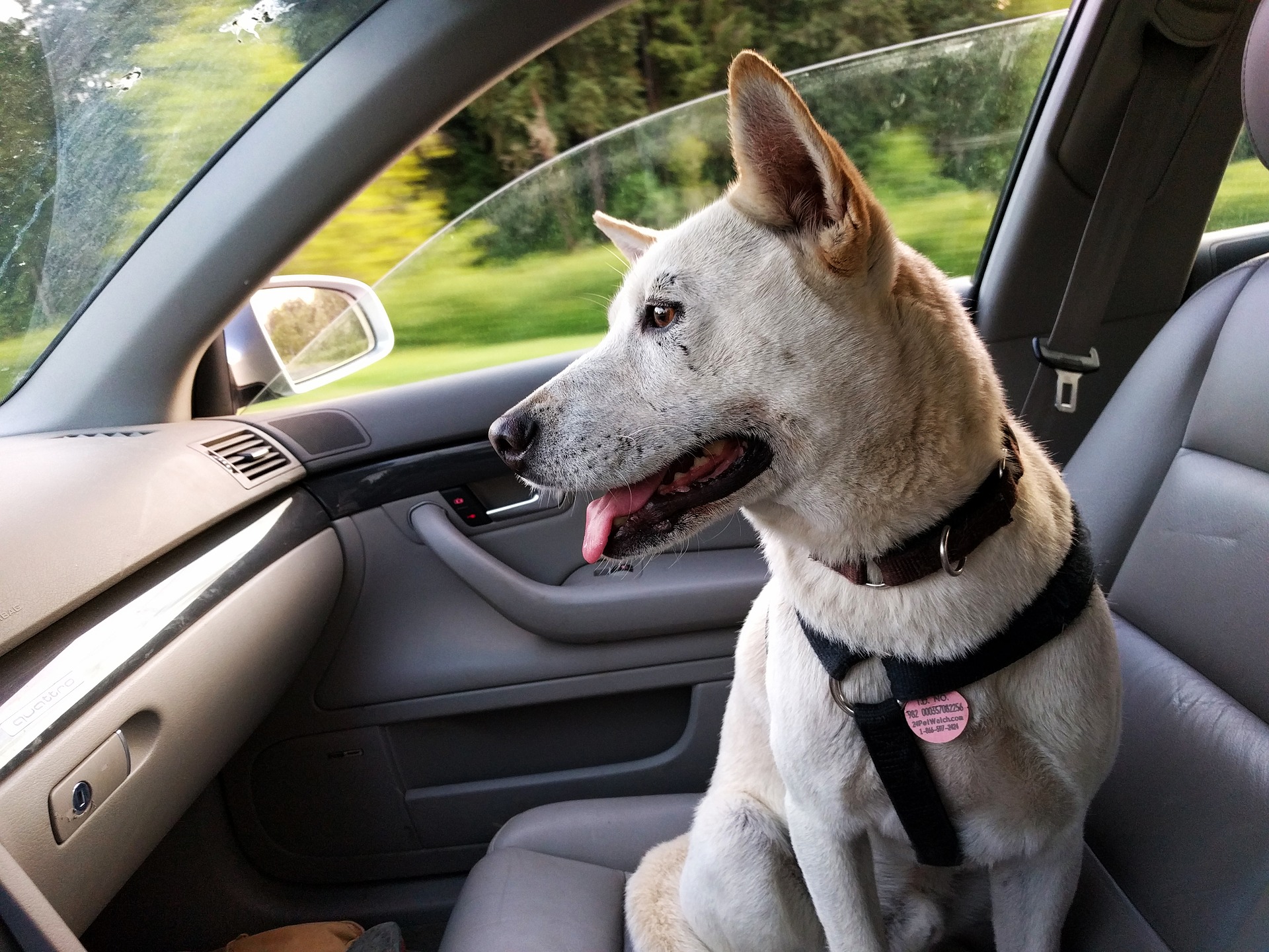 dog-2379878_1920