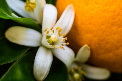 neroli