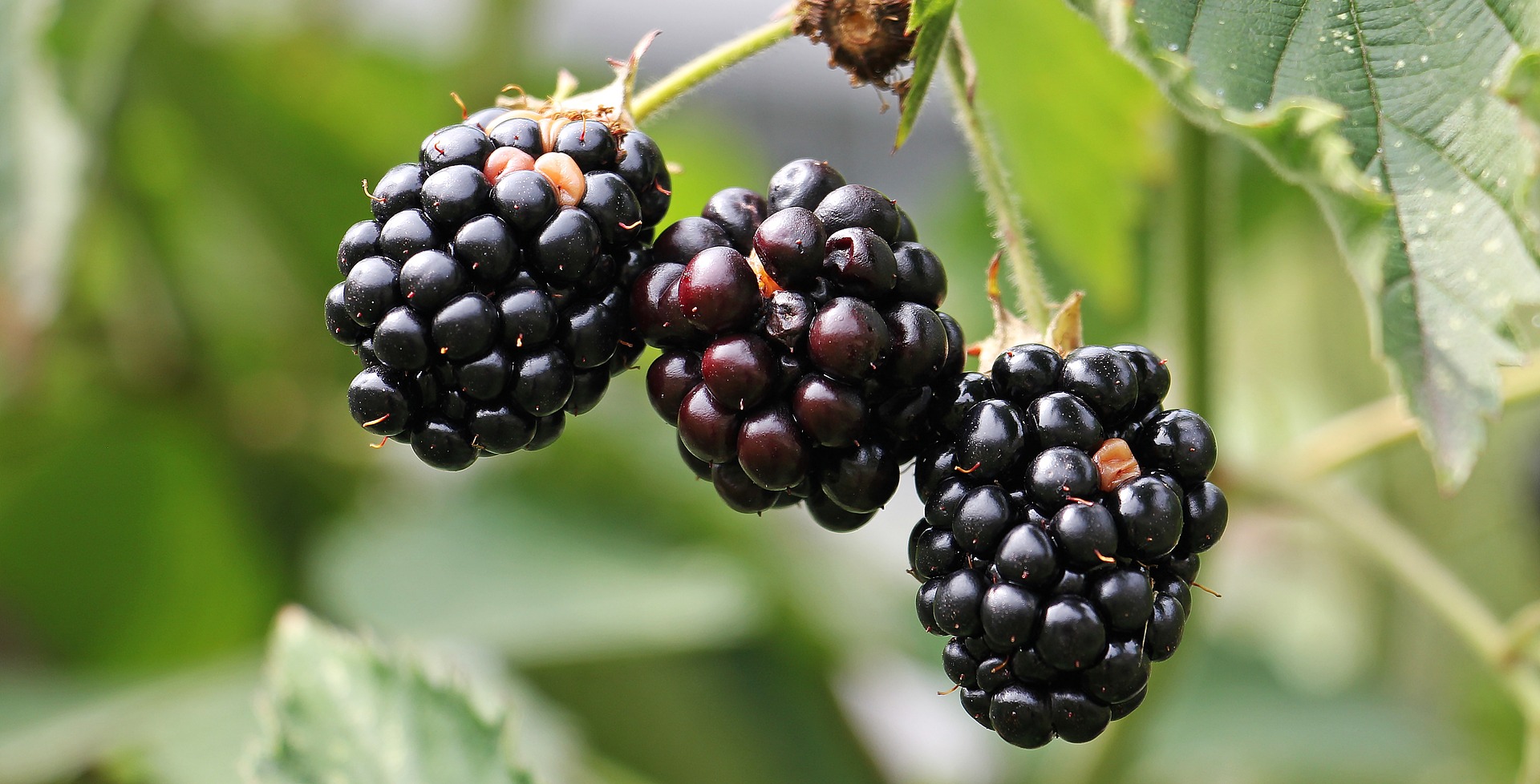 blackberries-1539540_1920