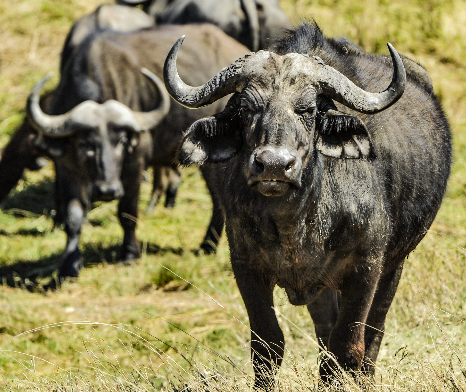 cape-buffalo-1033953_1920