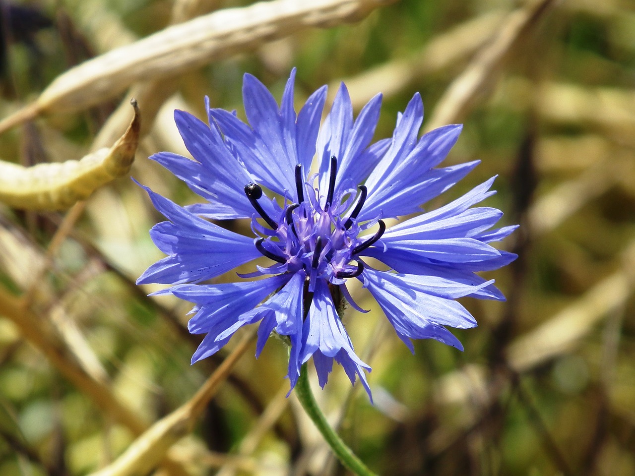 cornflower-388960_1280