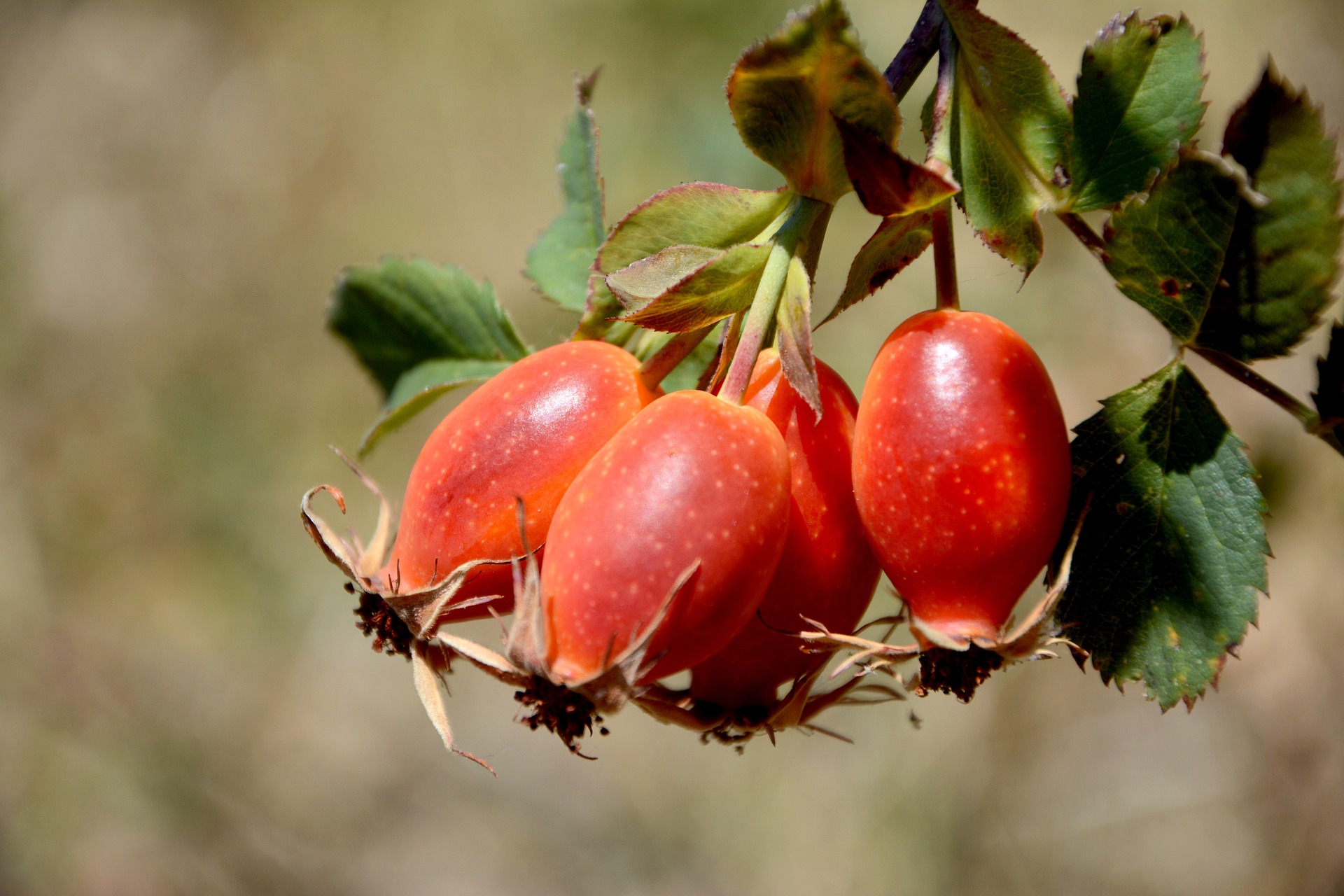 rosehip-2823823_1920