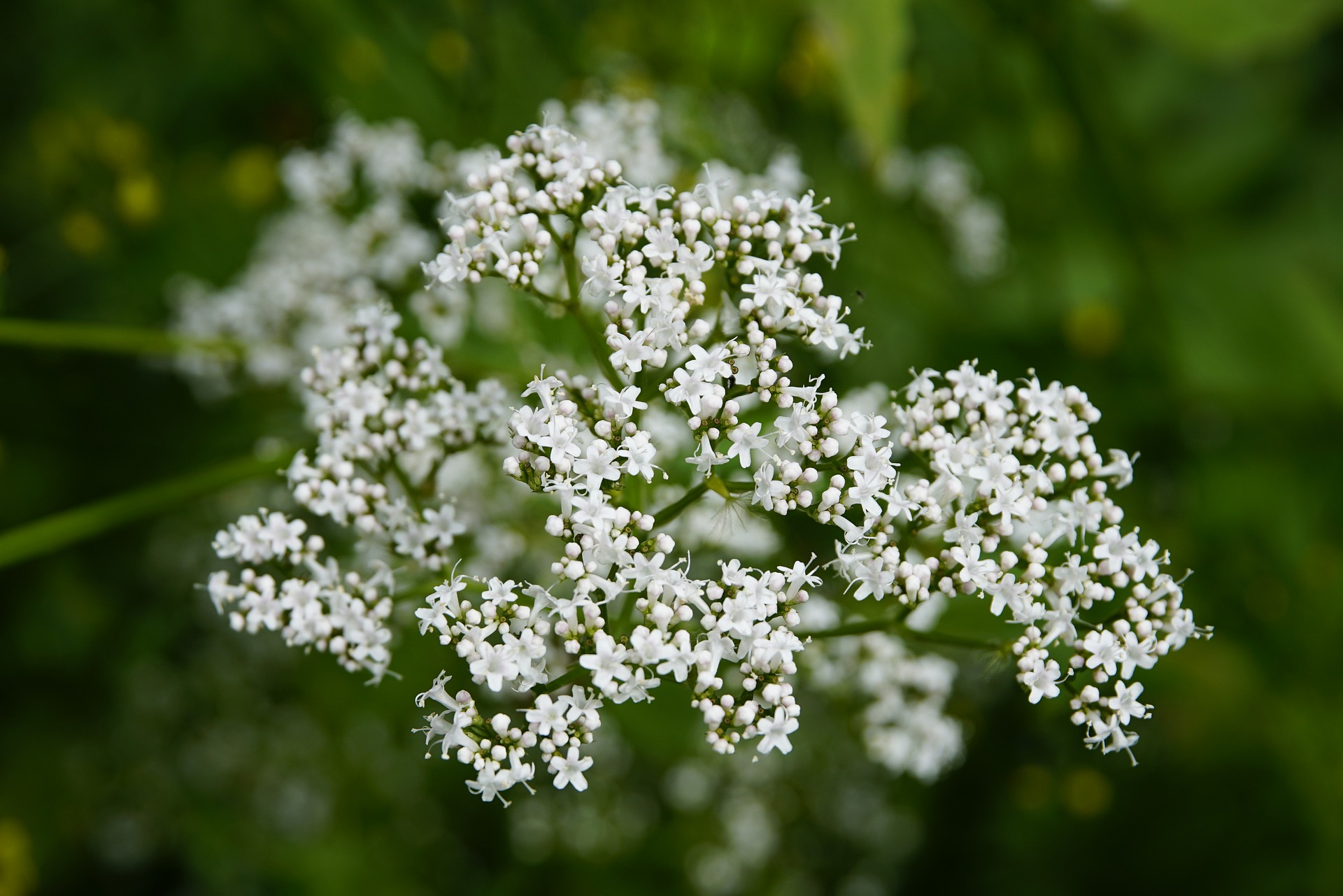 valeriana-5386312_1920