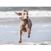 10988 benordic strand weimaraner ball