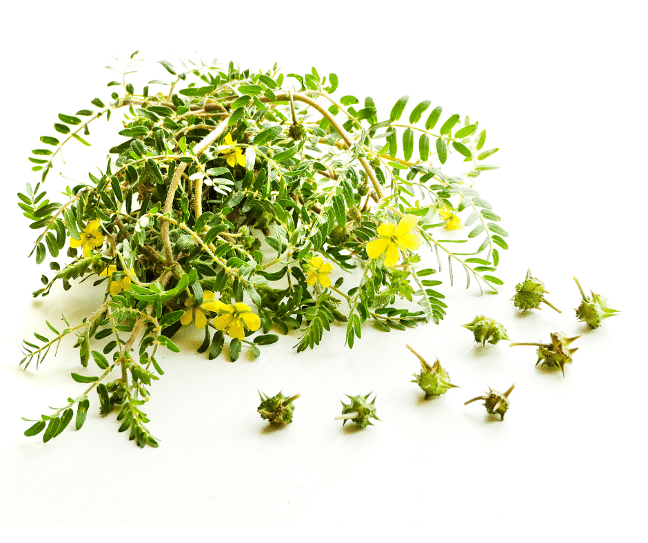 Zázračný Tribulus: přírodní cesta ke zlepšení vitality a hladiny testosteronu