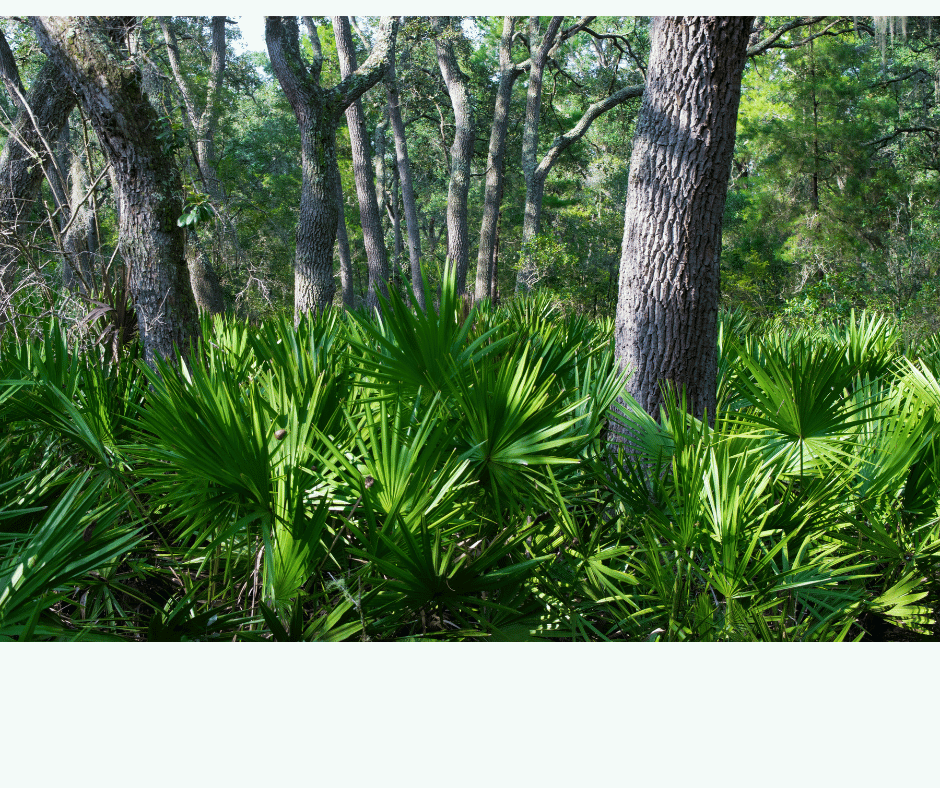 Serenoa repens: Přírodní zázrak pro mužské zdraví