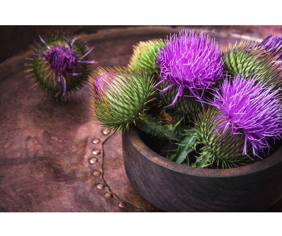 Léčivá tajemství ostropeřce mariánského: Jak může pomoci vašemu zdraví?